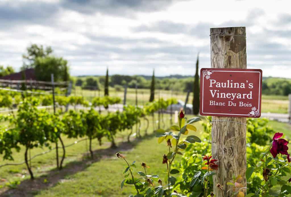 Paulina's Vineyard